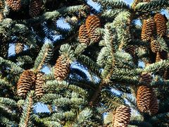 -塞罕坝国家级自然保护区