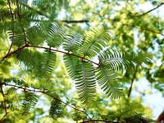 -国家植物园南园