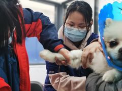 -伟伟宠物医院·CT影像中心·瑞派犬猫综合性门诊(汉口总院)