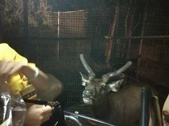 -清迈夜间动物园