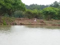 -大湾区中央湿地公园