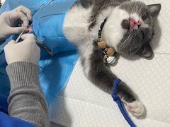 -灵美宠物诊所