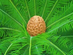 -北京植物园-展览温室