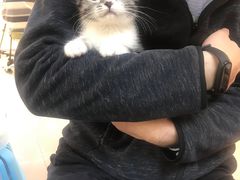 -lincat·猫舍(广州店)