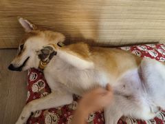 -柴迷FANS CLUB·柴犬狗咖·猫咖