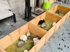 -上海崇明金茂凯悦酒店