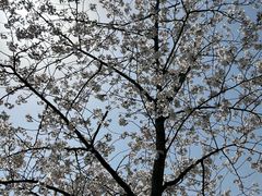 -顾村公园