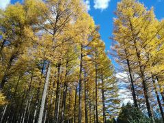 -塞罕坝国家级自然保护区