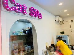-70cat德文卷毛猫·缅因猫纯种猫舍
