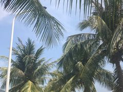 -亚龙湾国际玫瑰谷
