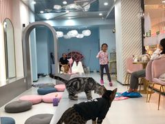 -糯米喵星人·撸猫猫舍咖啡馆(西市场嘉华店)