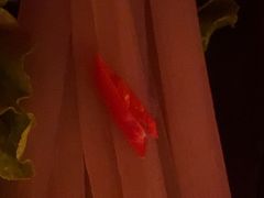 -捞王猪肚鸡火锅(昆山店)