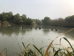 -长兴太湖图影湿地文化园