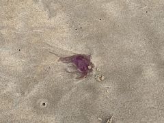 -黄金海岸
