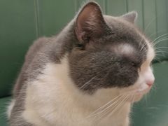 -安格丽娜·狗咖·猫咖羊驼咖(春熙路百盛商场店)