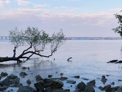 -宝安西湾红树林湿地公园