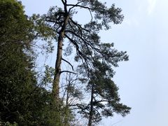 -东天目山风景区