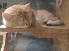 -BABIT巴比特宠物(MOMOPARK店)