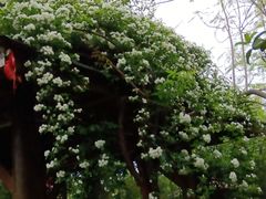 -成都南湖公园