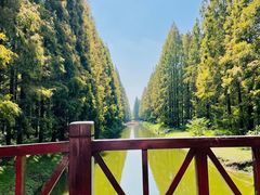 -黄海国家森林公园