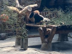 -石家庄市动物园