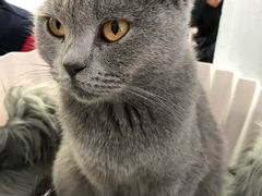 -喵的天空名猫咖啡馆·撸猫·猫舍·用品