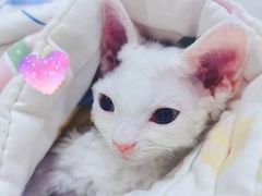 -十年猫舍·猫咪专门店(普陀店)