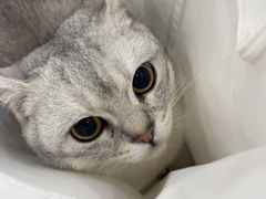 -小伙伴宠物医院•急重症转诊中心·老年专科·犬猫全科(北大街总院)