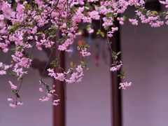 -莫愁湖公园