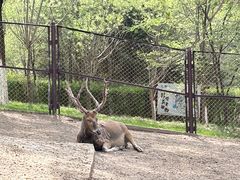 -青藏高原野生动物园