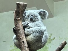 -广州长隆野生动物世界