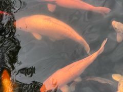 -星巴克(绍兴柯桥柯岩景区店)