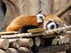 -Zoolung Zoolung动物主题公园(海信广场店)