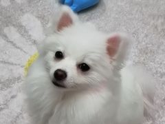 -申普宠物医院·眼科·心内科·影像科(普陀分院)