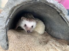 -广州长隆飞鸟乐园