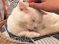 -Let's go狗咖·猫咖·奶狗·桌游(春熙路IFS店)