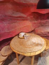 -Zoolung Zoolung动物主题公园(海信广场店)