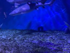 -正佳极地海洋世界