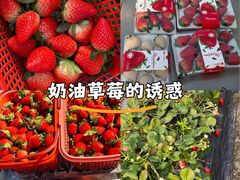 -喜杨洋草莓采摘园