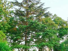 -莲湖公园