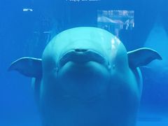 -海合安成都极地海洋公园