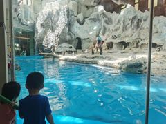 -帝企鹅自助餐厅•儿童岛•真企鹅(长隆企鹅酒店)