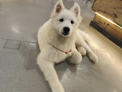 -共舞时光猫咖·狗咖(新街口店)
