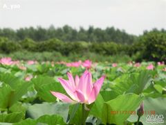 -大湾区中央湿地公园