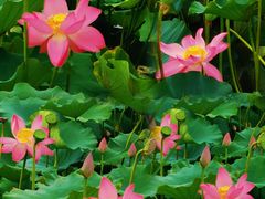 -天津东丽湖风景区