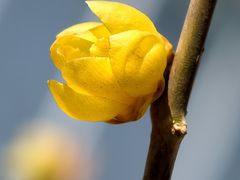 -国家植物园南园