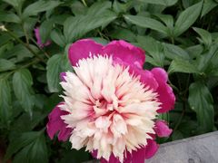 -洛阳郁金香牡丹园