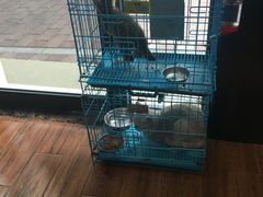 -瑞派动物医院·绝育·犬猫全科·预防医学(光景江南中店)