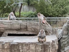 -石家庄市动物园