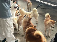 -柴犬高等学院·狗咖·柴犬售卖·宠物训练